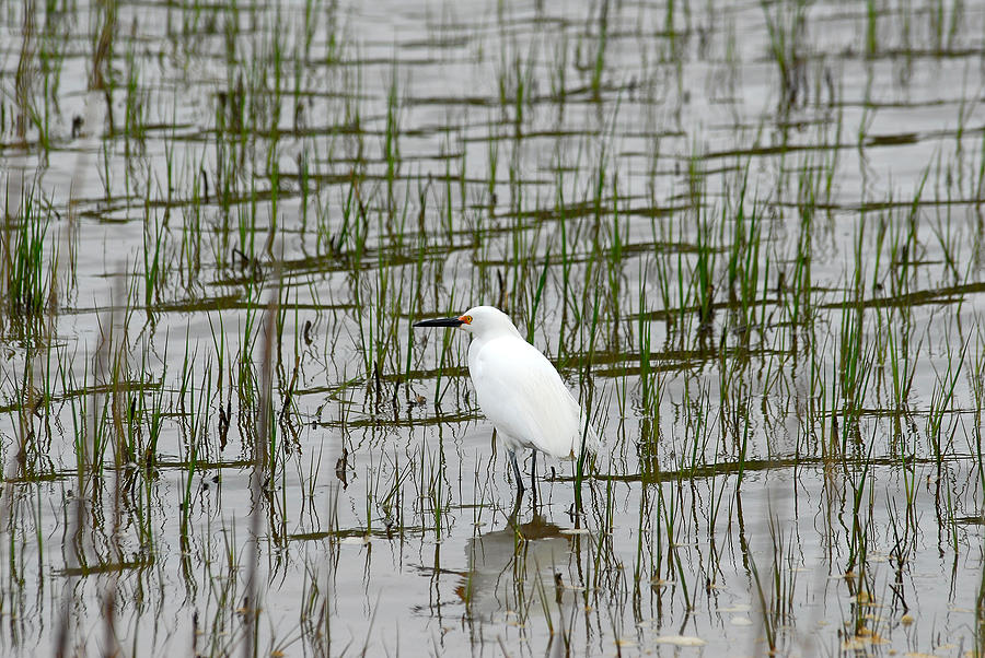 Marsh Bird 1 Photograph by Gregory Blank