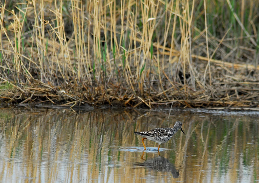 Marsh Bird 2 Photograph by Gregory Blank