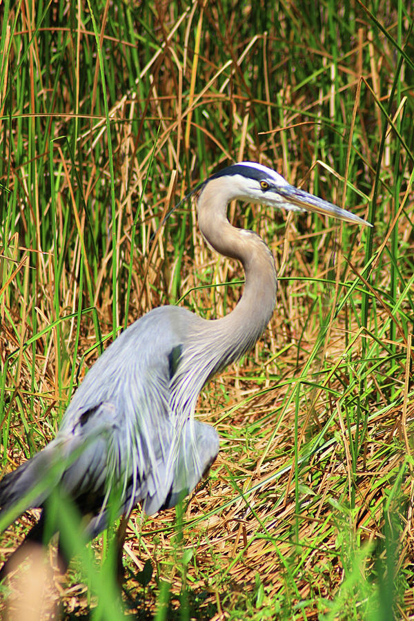 Marsh Bird Photograph by Amanda Key | Fine Art America