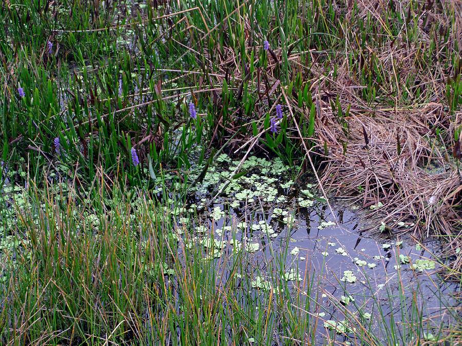 Marsh Colors 5 Photograph by Pepsi Freund - Fine Art America