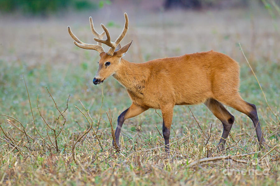 Marsh Deer Photograph by B.G. Thomson