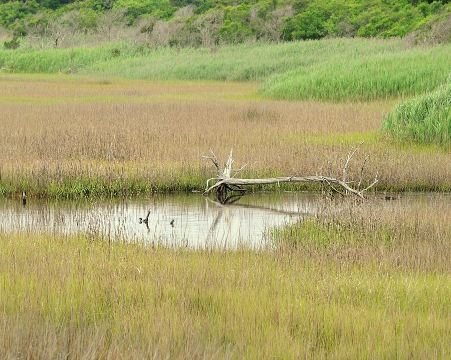 Marsh Driftwood Photograph by Al Powell Photography USA
