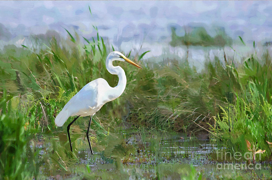 Marsh Egret Photograph by Betty LaRue