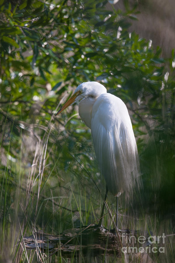 Marsh Egret Photograph by Dale Powell