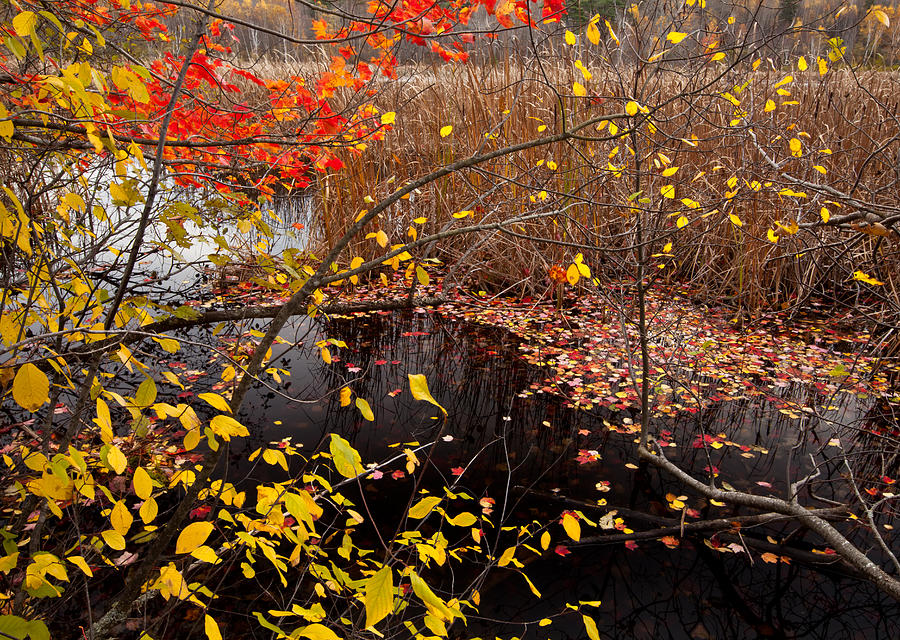 Marsh Fall Colors Photograph by Irwin Barrett