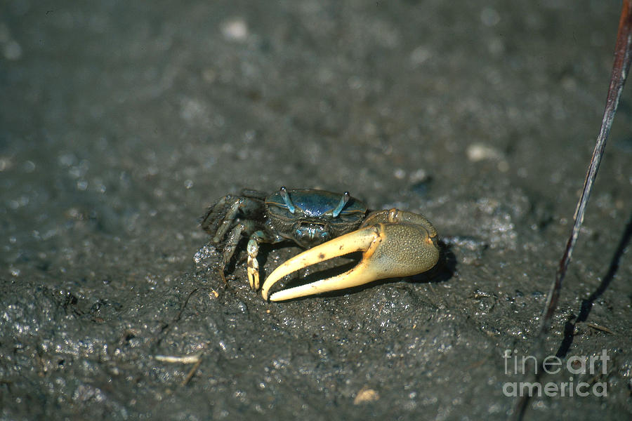Marsh Fiddler Crab Photograph by John Kaprielian