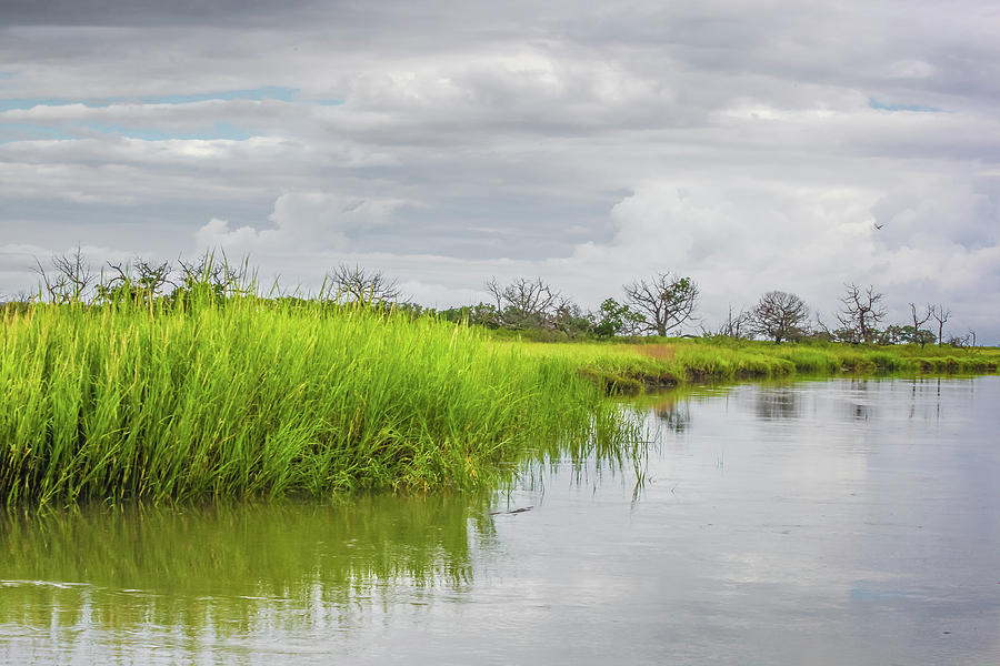 Marsh Grass 1 Photograph by Barbara Northrup - Fine Art America