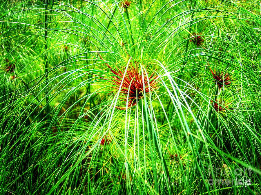Marsh Grass Photograph by Alina Davis