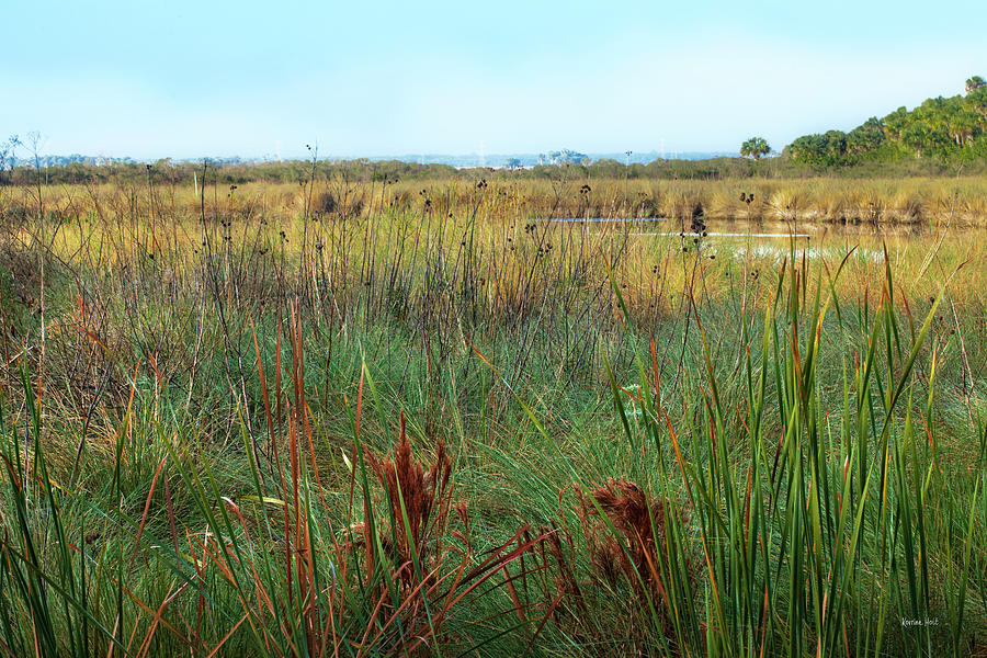 Marsh Grass And Pond Photograph