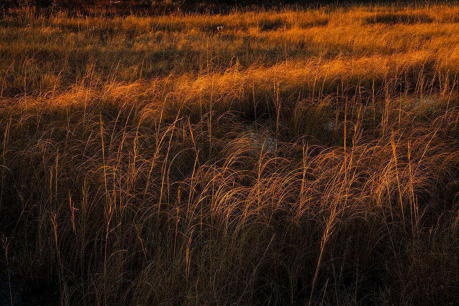Marsh Grass At Sunset Photograph by Irwin Barrett