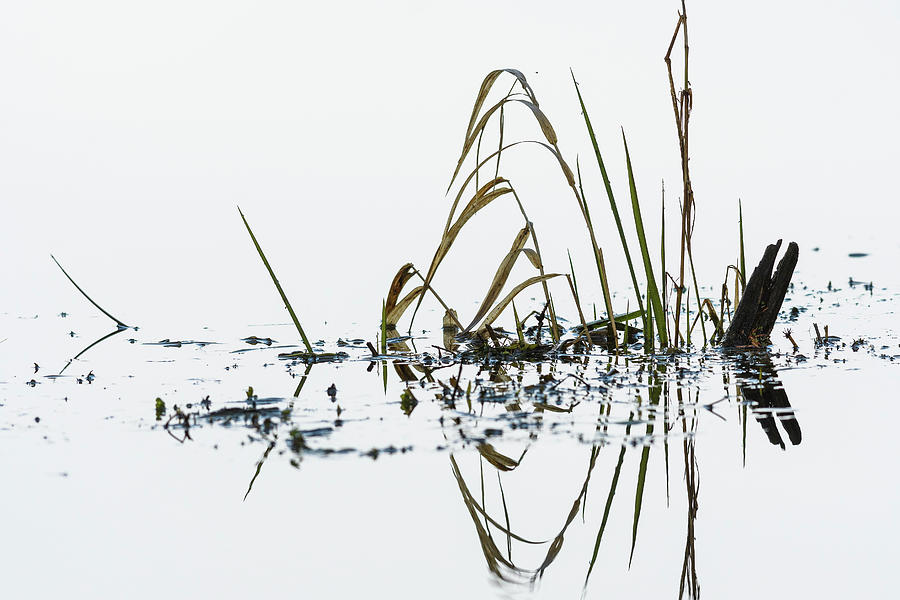 Marsh Grass Photograph by Robert Potts