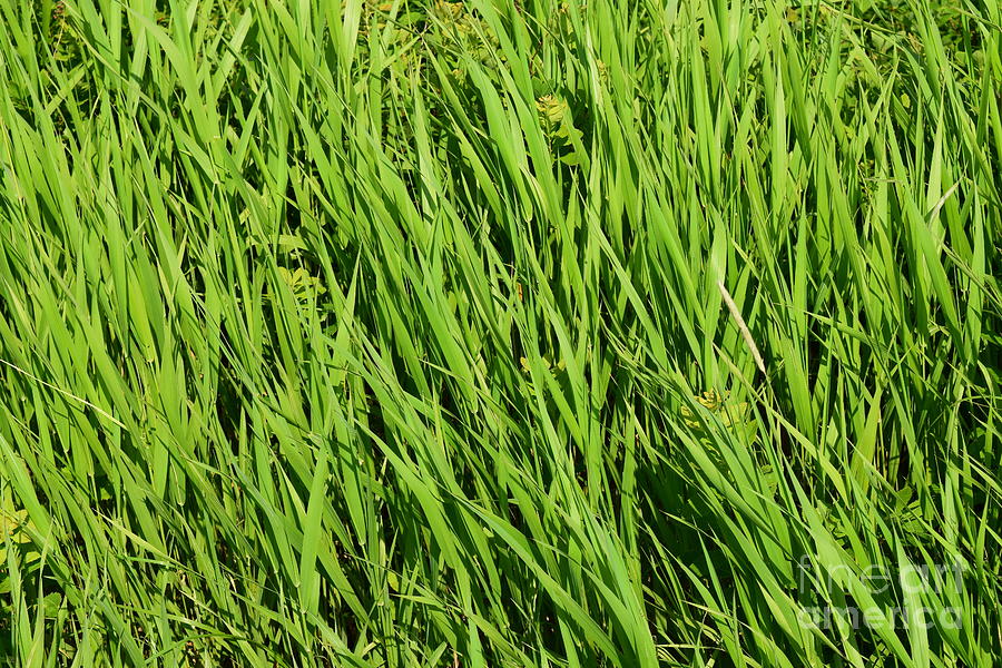 Marsh Grasses Photograph by Barrie Stark