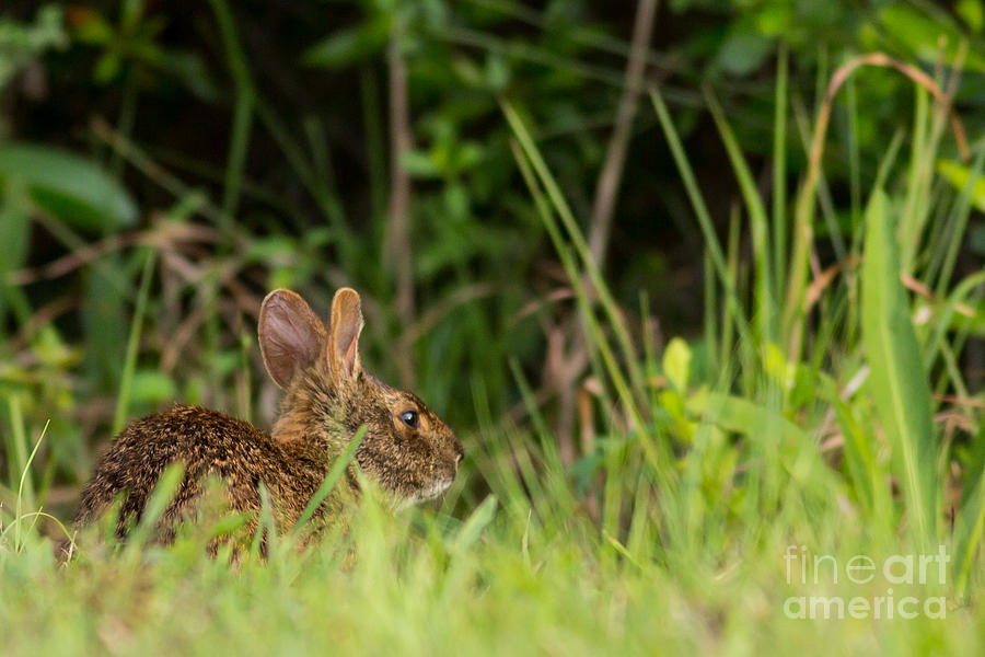 Marsh Hare Photograph by Natural Focal Point Photography