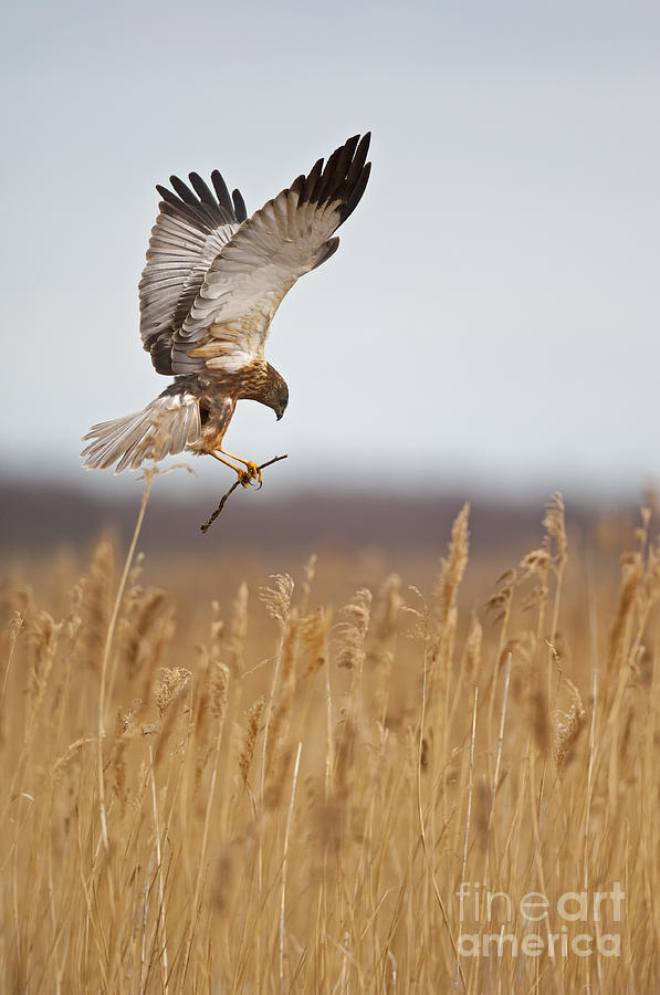 Marsh Harrier Building Nest Photograph by Steen Drozd Lund