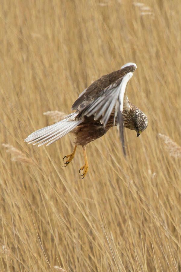 Marsh Harrier Hunting Photograph by Wendy Cooper