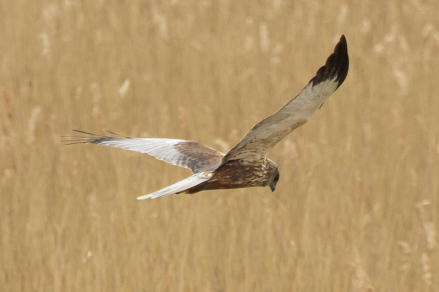 Marsh Harrier Quartering Photograph by Wendy Cooper