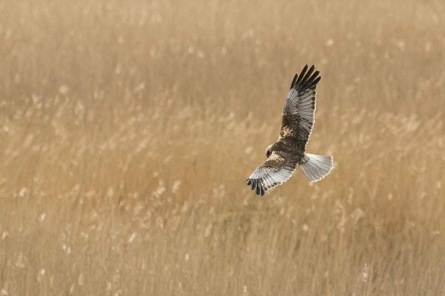 Marsh Harrier Photograph by Wendy Cooper