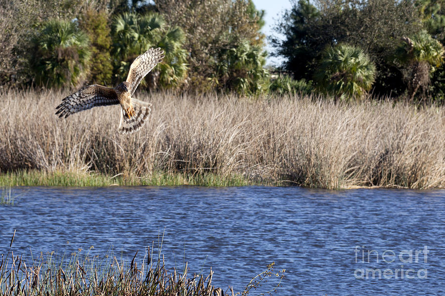 Marsh hawk hunting Photograph by Anthony Totah