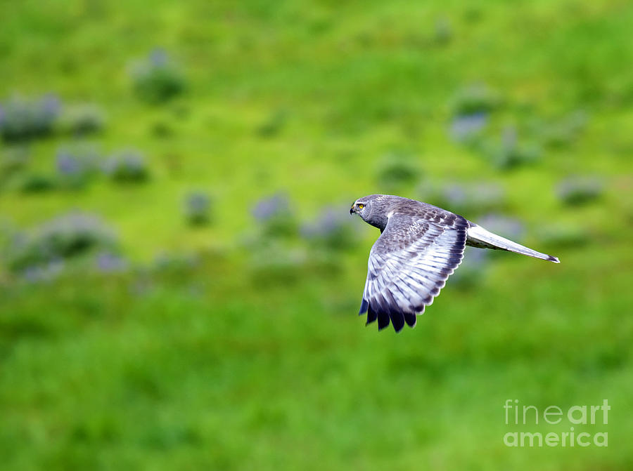 Wildlife Photograph - Marsh Hawk in Flight by Michael Dawson