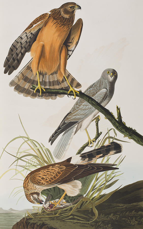 John James Audubon Painting - Marsh Hawk by John James Audubon