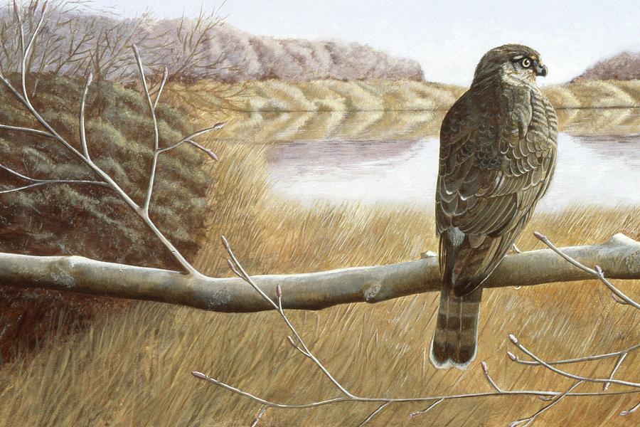 Marsh Hawk Painting by Laurie Stewart