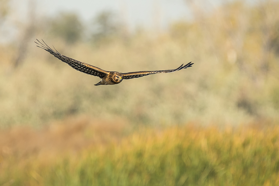 Marsh Hawk Photograph by Loree Johnson