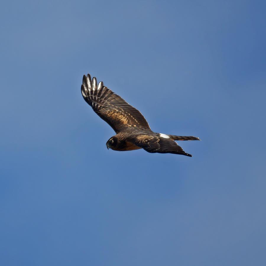 Marsh Hawk square format Photograph by Ernie Echols | Fine Art America