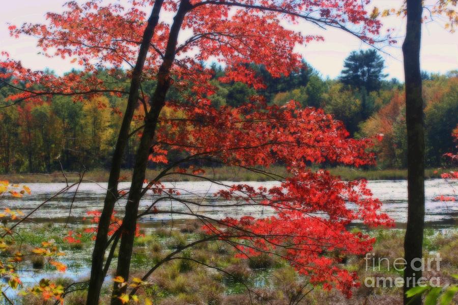 Marsh In Autumn Photograph by Smilin Eyes Treasures