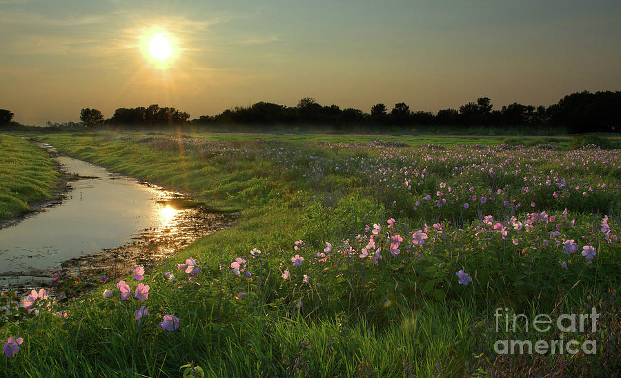 Marsh Mallows by Charles Owens Marsh Mallows by Charles Owens