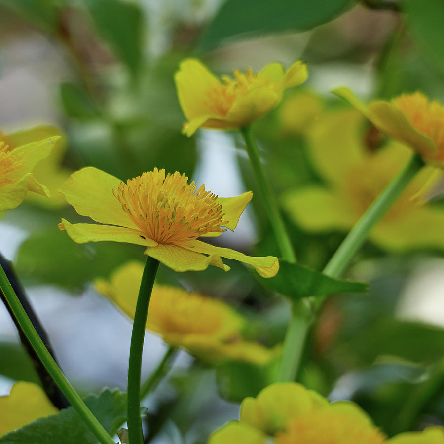 Marsh-marigold 1 Photograph by Jouko Lehto
