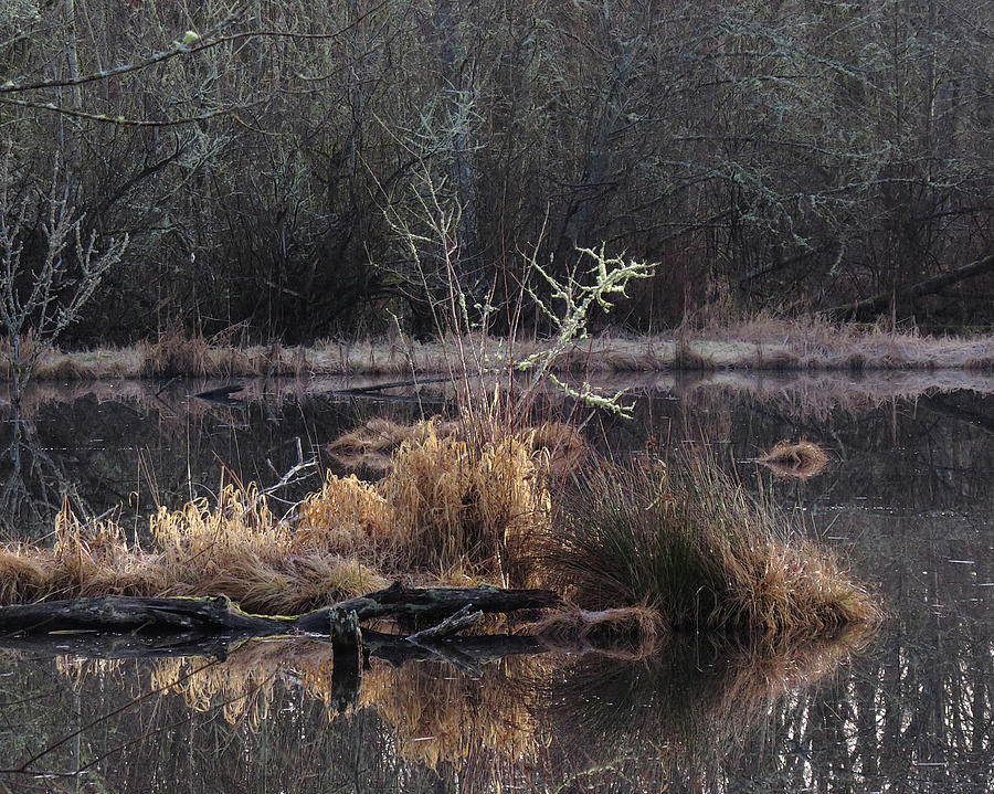 Nature Photograph - Marsh Morning by Iina Van Lawick