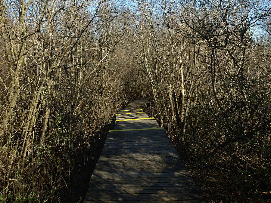Tree Photograph - Marsh Path at Parker River Wildlife Refuge by Mary Capriole