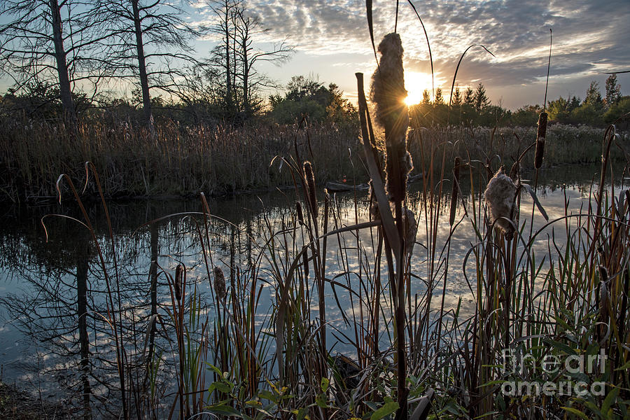 Marsh-pond-RawlinsonPark Photograph by Steve Somerville
