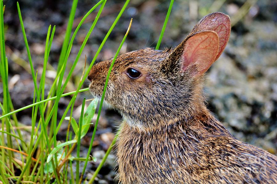 Marsh Rabbit Photograph by Julie Adair