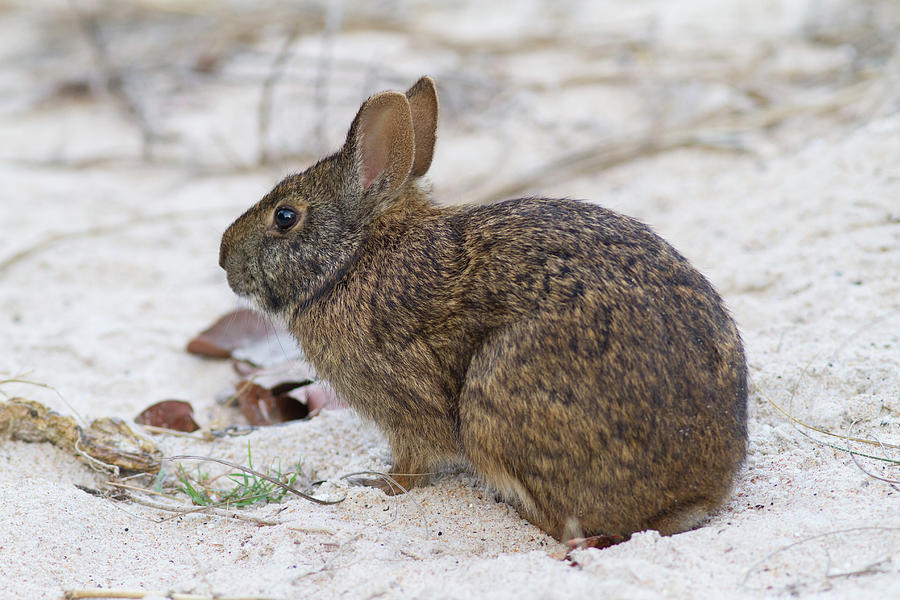 Marsh Rabbit On Dune Photograph