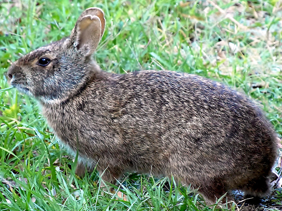 Marsh Rabbit Run Rabbit  Photograph by Christopher Mercer