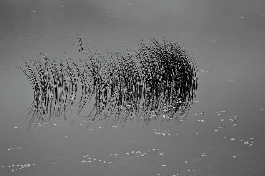 Marsh Reflection Photograph by Albert Seger