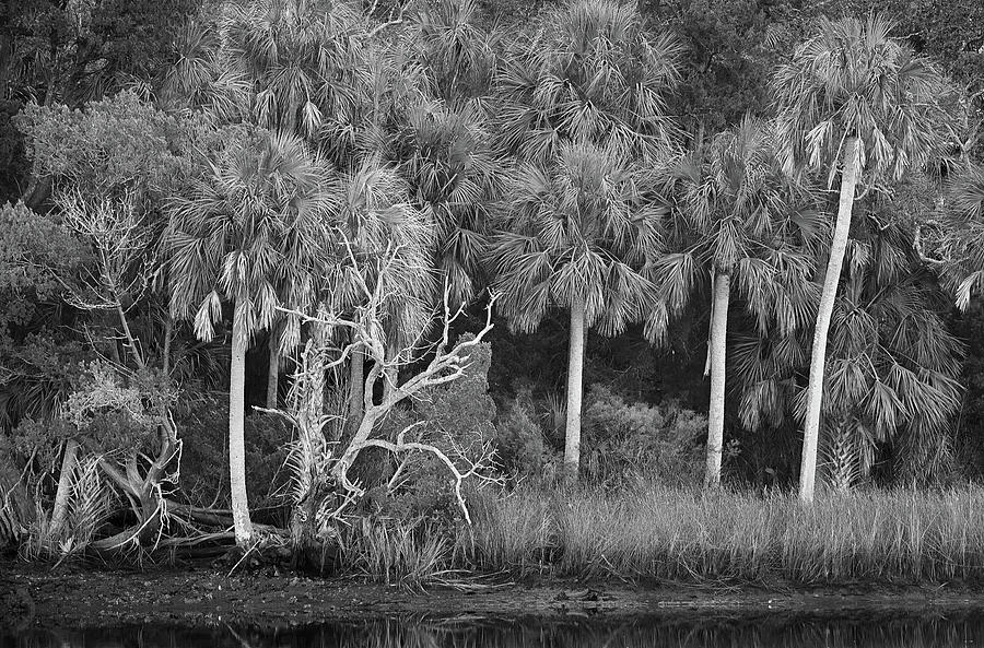 Marsh Scene - Yankeetown, FL Photograph by Bill Chambers