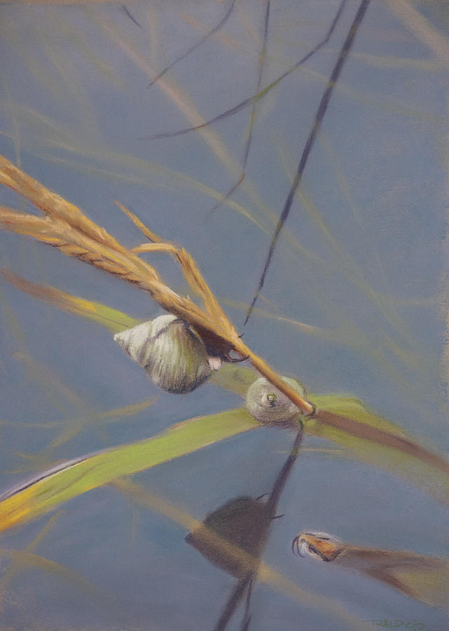 Marsh Snail Pastel by Christopher Reid