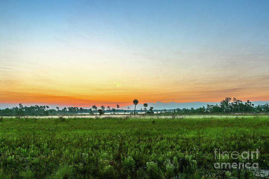 Marsh Sunrise at Pine Glades Photograph by Tom Claud