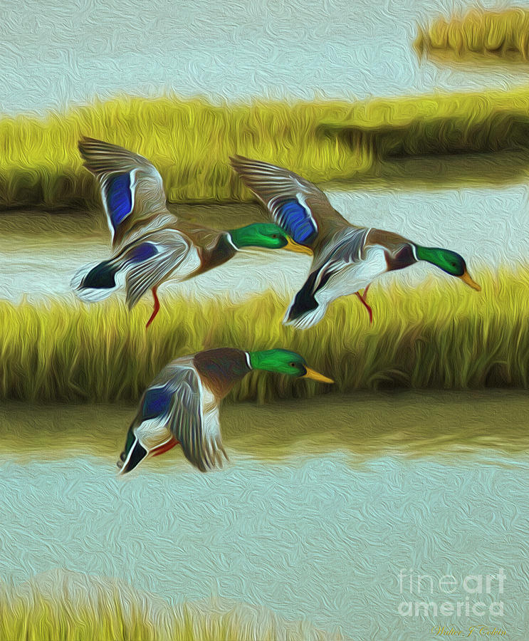 Marsh Wetland Mallard Ducks Digital Art by Walter Colvin