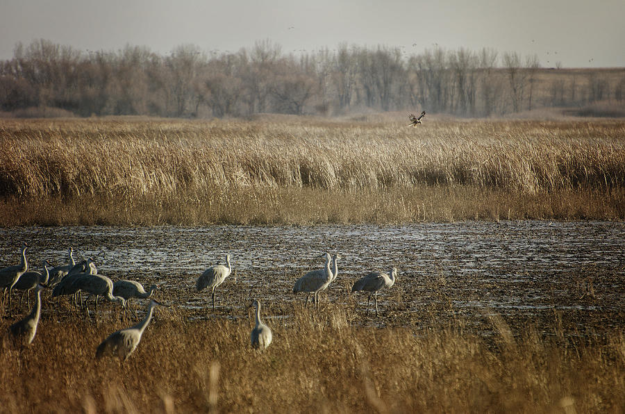 Marsh Wildlife Photograph by Susan McMenamin