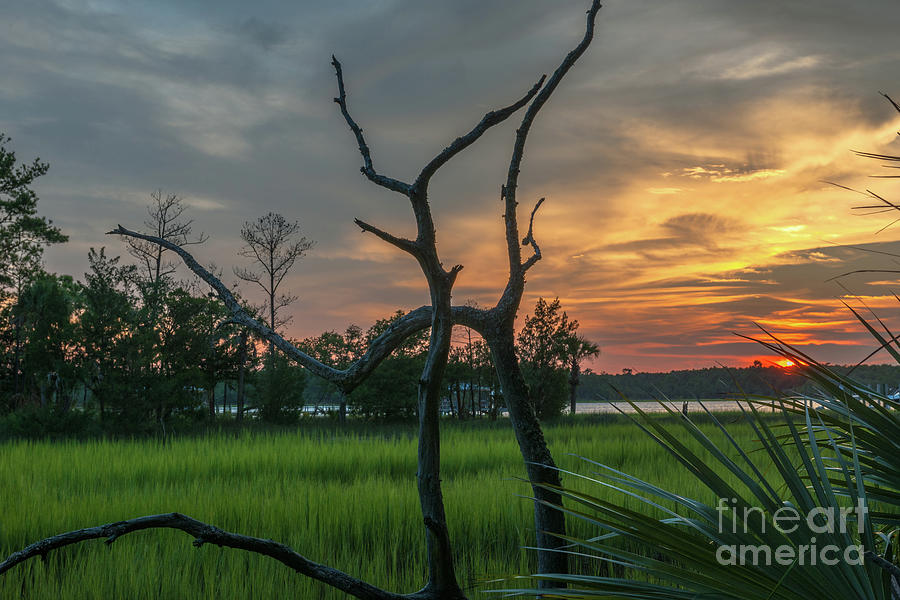 Marsh Wood Sunset Photograph by Dale Powell