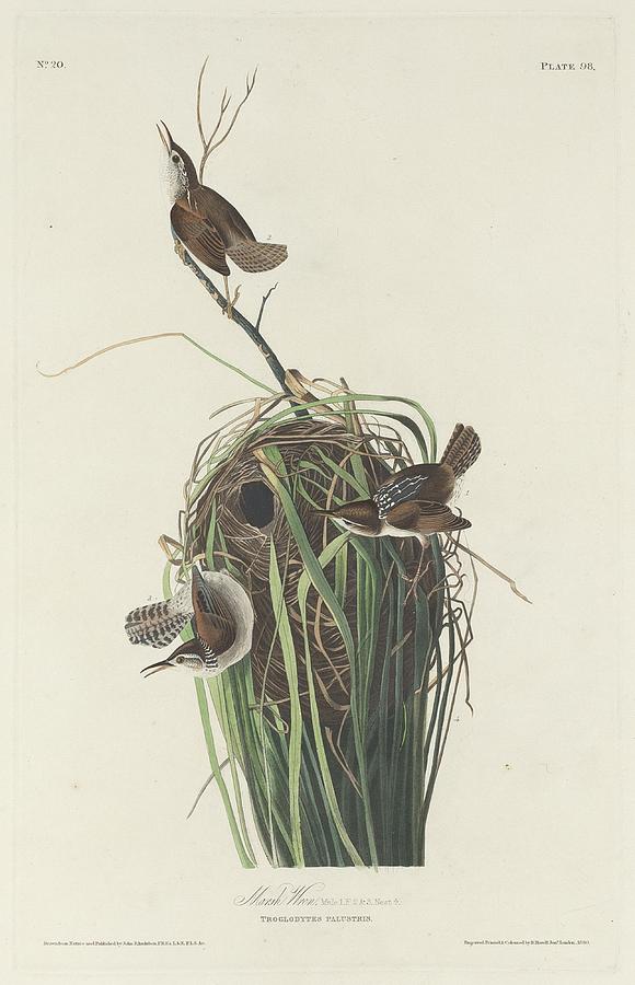 John James Audubon Drawing - Marsh Wren by Dreyer Wildlife Print Collections 