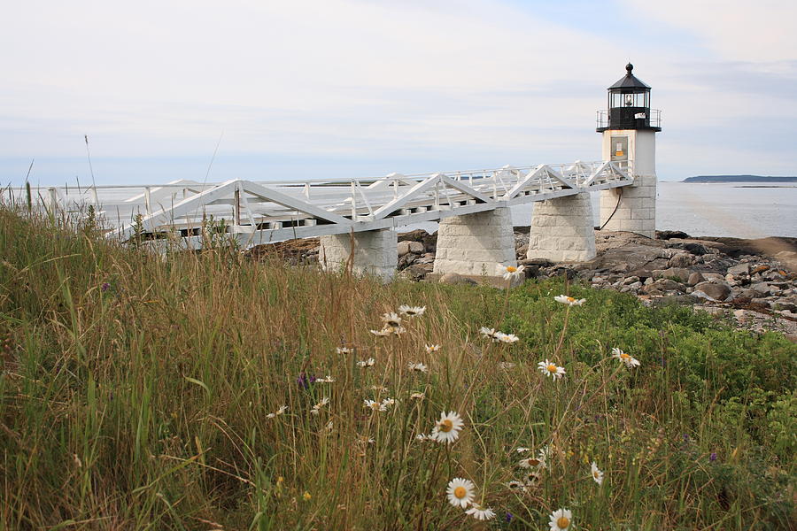 Lighthouse Photograph - Marshall Point Daisies by Doug Mills