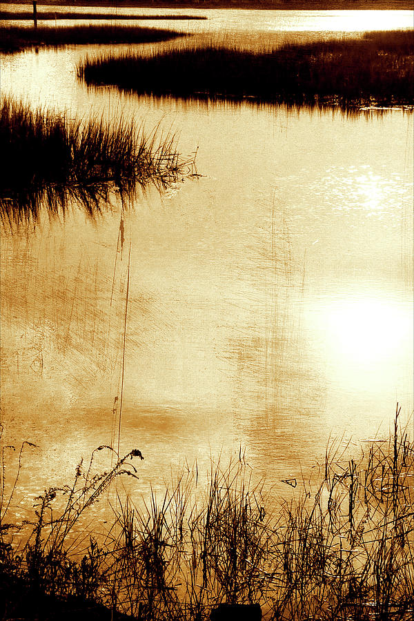 Marshland 1 Photograph by Alan Hausenflock