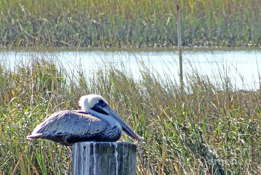 Marshland Pelican On dock Photograph by Eunice Warfel