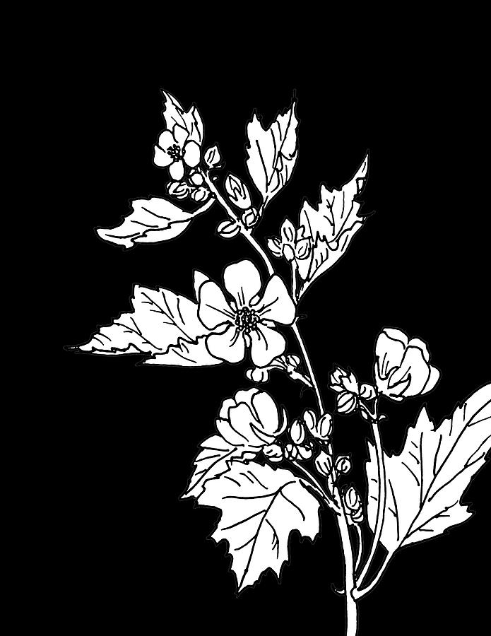 Marshmallow Flower on Black Background Mixed Media by Masha Batkova