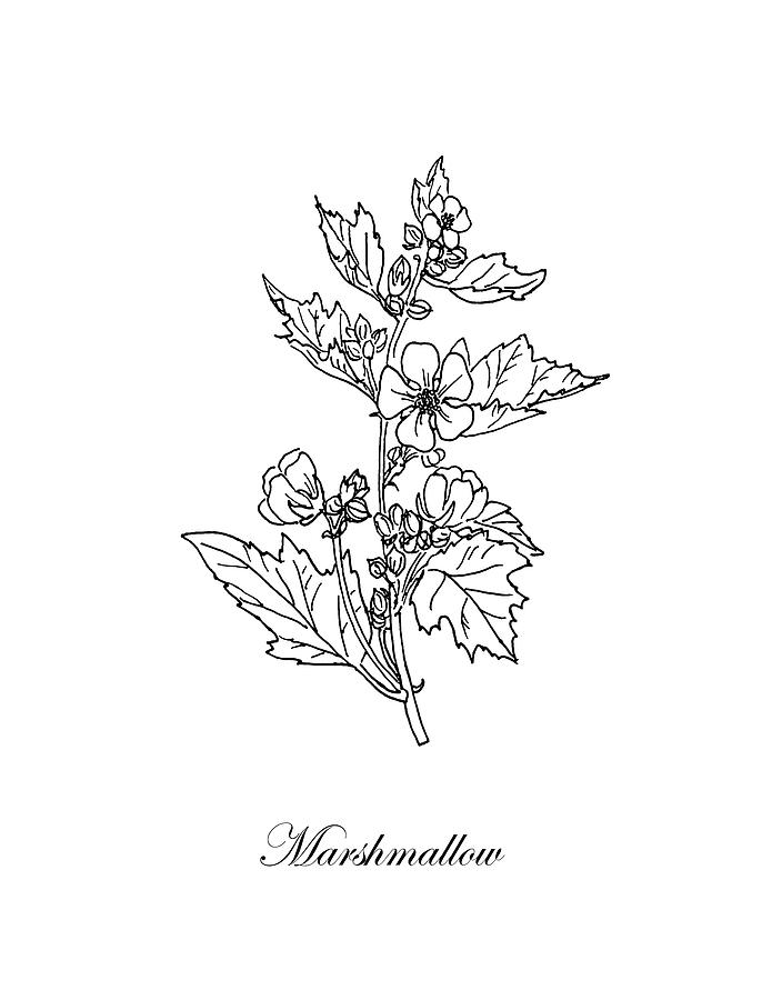 Marshmallow Plant Botanical Drawing By Masha Batkova