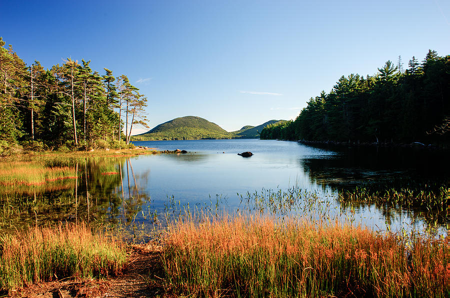 Marshy Area along Lake shore Photograph by Douglas Barnett